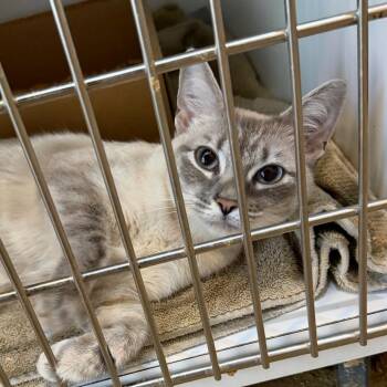 Saffron -  Domestic Short Hair Cat for Adoption in Chattanooga, Tennessee - Saffron | PetCurious