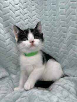 Turkish Van and Domestic Short Hair Cats Available for Adoption - Palmer  | PetCurious