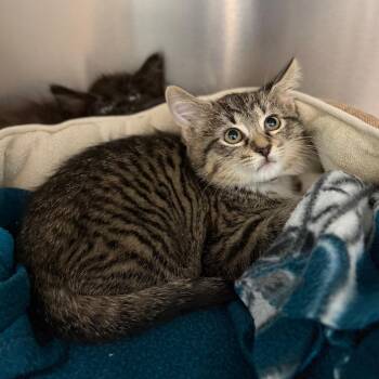 Janet -  Domestic Medium Hair Cat for Adoption in Marshall, Virginia - Janet | PetCurious