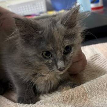 Stream -  Domestic Medium Hair Cat for Adoption in Asheville, North Carolina - Stream | PetCurious