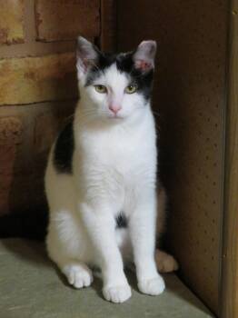Rebel -  Domestic Short Hair Cat for Adoption in Lancaster, Pennsylvania - Rebel | PetCurious