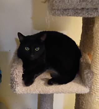 Puma - friendly & loving -  Domestic Short Hair Cat for Adoption in Hendersonville, Tennessee - Puma - Friendly & Loving | PetCurious