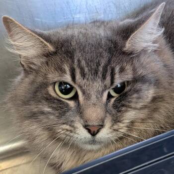 Domestic Medium Hair Cats Available for Adoption in Spokane, Washington - Poppy | PetCurious