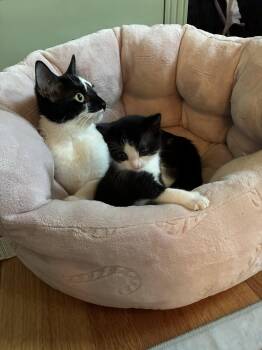 Maize -  Domestic Short Hair Cat for Adoption in Naugatuck, Connecticut - Maize | PetCurious