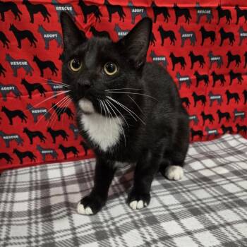 Bannie -  Domestic Short Hair Cat for Adoption in Washburn, Missouri - Bannie | PetCurious