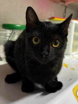 Domestic Short Hair Cats Available for Adoption in Rutherfordton, North Carolina - Penelope | PetCurious
