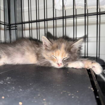 Rescue Domestic Long Hair Cats for Adoption in Chico, California - CASHEW | PetCurious