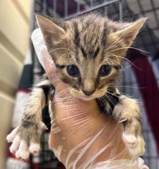 Bruno/ -  Domestic Short Hair Cat for Adoption in Corpus Christi, Texas - Bruno/ | PetCurious