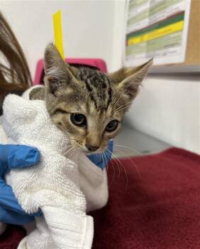 A884843 -  Domestic Short Hair Cat for Adoption in Camarillo, California - A884843 | PetCurious