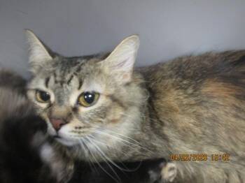 Domestic Short Hair Cats Available for Adoption in Marietta, Georgia - (659) | PetCurious
