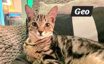 Geo -  American Shorthair Cat for Adoption in Quail Heights, Florida - Geo | PetCurious