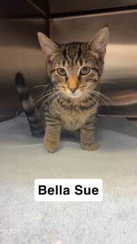 Bella Sue -  Domestic Short Hair Cat for Adoption in North Brunswick Township, New Jersey - Bella Sue | PetCurious