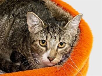 PAPAYA -  Domestic Short Hair Cat for Adoption in Fort Lauderdale, Florida - PAPAYA | PetCurious