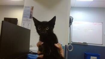 BEA -  Domestic Short Hair Cat for Adoption in Doral, Florida - BEA | PetCurious