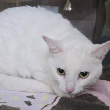 Cashmere -  Domestic Short Hair Cat for Adoption in West Olive, Michigan - Cashmere | PetCurious