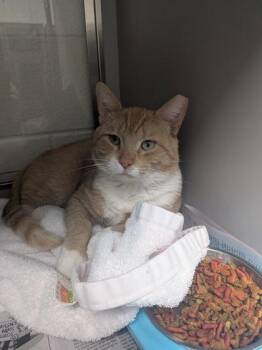 Butter Nut -  Domestic Short Hair Cat for Adoption in Louisburg, North Carolina - Butter Nut | PetCurious