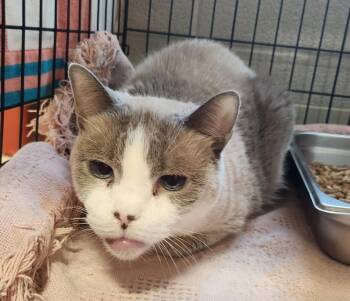 LOLA -  Siamese and Domestic Short Hair Cat for Adoption in Hagerstown, Maryland - LOLA | PetCurious