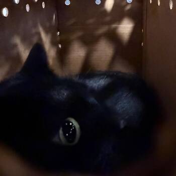 Coco Kee -  Domestic Short Hair Cat for Adoption in Philadelphia, Pennsylvania - Coco Kee | PetCurious