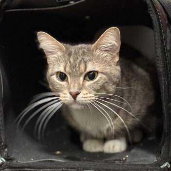 Eleanor Rigby -  Domestic Short Hair Cat for Adoption in Greenfield, Indiana - Eleanor Rigby | PetCurious