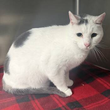 Rescue Domestic Short Hair Cats for Adoption in Silver Spring, Maryland - Tiresias | PetCurious