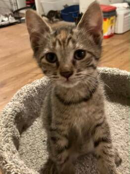 Button -  Domestic Short Hair Cat for Adoption - Button | PetCurious