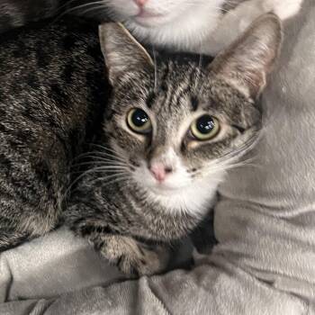 Domestic Short Hair Cats Available for Adoption - Roo | PetCurious