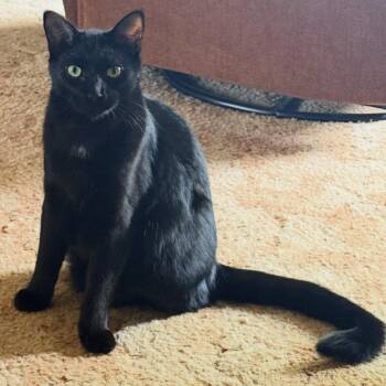 Jordan - Bonded w/LeBron -  Domestic Short Hair Cat for Adoption in Rockford, Michigan - Jordan - Bonded W/LeBron | PetCurious