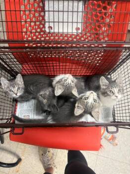 26-1297C -  Domestic Short Hair Cat for Adoption in Sorrento, Louisiana - 26-1297C | PetCurious