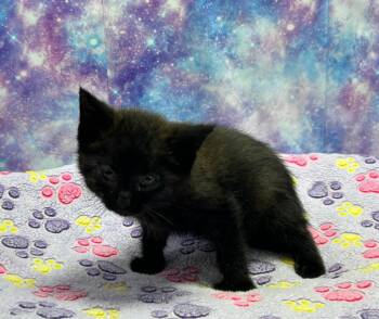 DJ Meow Mix -  Domestic Short Hair Cat for Adoption in Washington Court House, Ohio - DJ Meow Mix | PetCurious