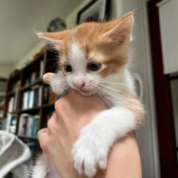 Roy -  Domestic Medium Hair Cat for Adoption in Quakertown, Pennsylvania - Roy | PetCurious