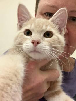 Kernel -  Domestic Short Hair and Tabby Cat for Adoption in Wheaton, Illinois - Kernel | PetCurious