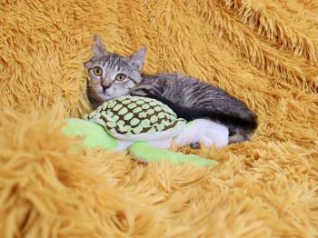 Tabby Cats Available for Adoption in St. Augustine, Florida - Dexter | PetCurious