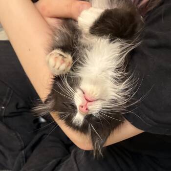George -  Domestic Short Hair Cat for Adoption in Monroe, North Carolina - George | PetCurious