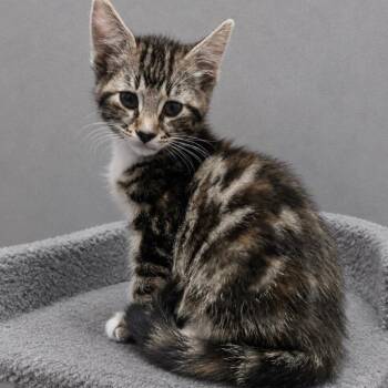 Tabby and Bengal Cats Available for Adoption in Andover, Minnesota - Athena | PetCurious