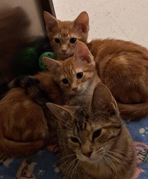 Tabby and Tuxedo Cats Available for Adoption - Peaches (FCID# 11/24/2025 - 528 Brandywine PS) | PetCurious