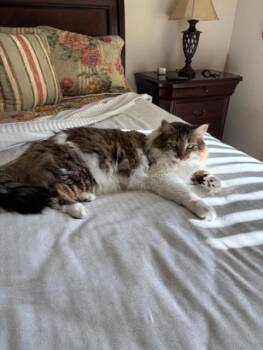 Domestic Long Hair and Maine Coon Cats Available for Adoption - Max (Owner Assist) | PetCurious