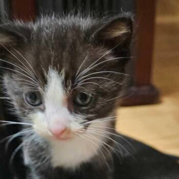 Stallion -  Domestic Medium Hair Cat for Adoption in Jefferson City, Tennessee - Stallion | PetCurious