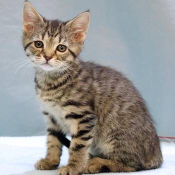 Aurora -  Tabby Cat for Adoption in Maynardville, Tennessee - Aurora | PetCurious