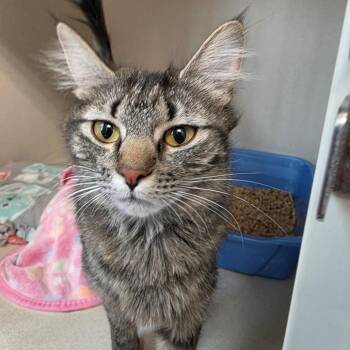 Domestic Long Hair Cats Available for Adoption in Great Falls, Montana - Pearl | PetCurious