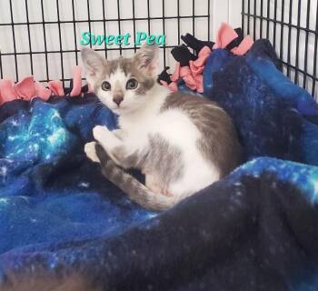 Sweet Pea -  Domestic Short Hair Cat for Adoption in Diamond Springs, California - Sweet Pea | PetCurious