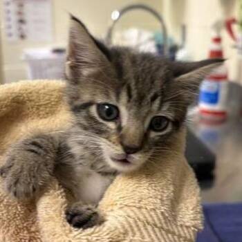 Grace -  Domestic Short Hair Cat for Adoption in Asheville, North Carolina - Grace | PetCurious