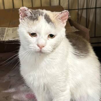 1854RJ03 Buttercup -  Domestic Short Hair Cat for Adoption in Columbia, Missouri - 1854RJ03 Buttercup | PetCurious