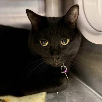 Sunny -  Domestic Short Hair Cat for Adoption in Lansing, Michigan - Sunny | PetCurious