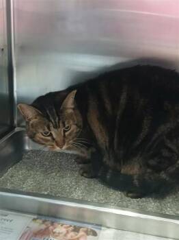 Piper -  Domestic Short Hair Cat for Adoption in Largo, Florida - Piper | PetCurious