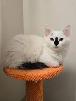 Chantilly ("Tilly