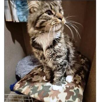 Rescue Tabby Cats for Adoption in Millcreek, Utah - Naomi | PetCurious