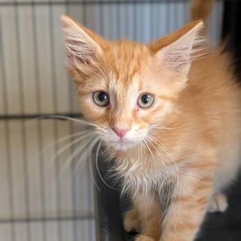 Alvin -  Domestic Medium Hair Cat for Adoption in Cape Girardeau, Missouri - Alvin | PetCurious