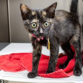 APPLE -  Domestic Short Hair Cat for Adoption in St. Louis, Missouri - APPLE | PetCurious