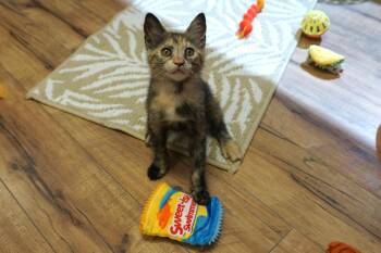 Plumette -  Domestic Short Hair Cat Available for Adoption in Fountain Hills, Arizona - Plumette | PetCurious