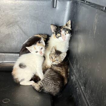 Domestic Short Hair Cats Available for Adoption in Lake Jackson, Texas - Fawn | PetCurious